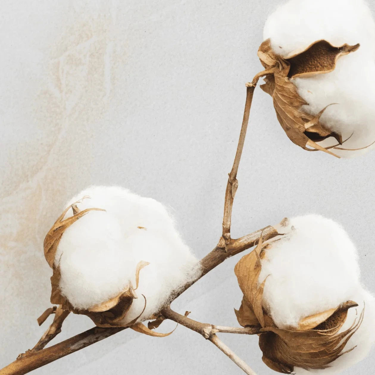 coton3_1260x1260_crop_center_5cf453bf-7f36-4d04-9db3-85070cabf5fe.webp